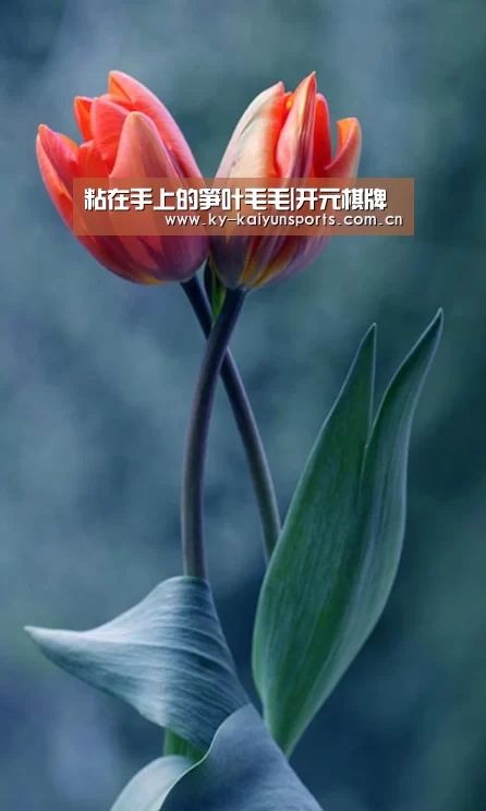 开云体育下载